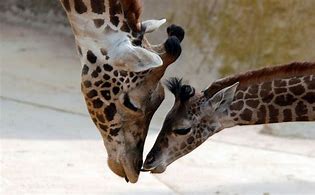 giraff sb zooo